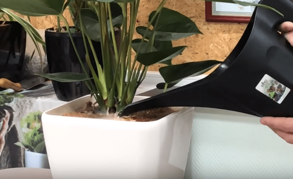 антуриум нижний полив. антуриум цветок мужское счастье. спатифиллум полив. антуриум полив. полив антуриума снизу.