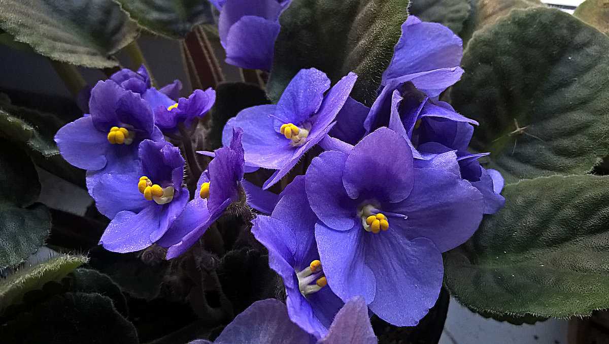 Фиалка отцвела. Фиалка цветет. Фиалка зимний сад. Фиалка розмари. Скейлс фиалка.