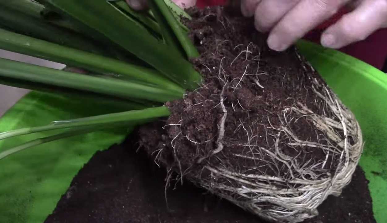 Спатифиллум уход в домашних условиях, фото, как правильно ухаживать