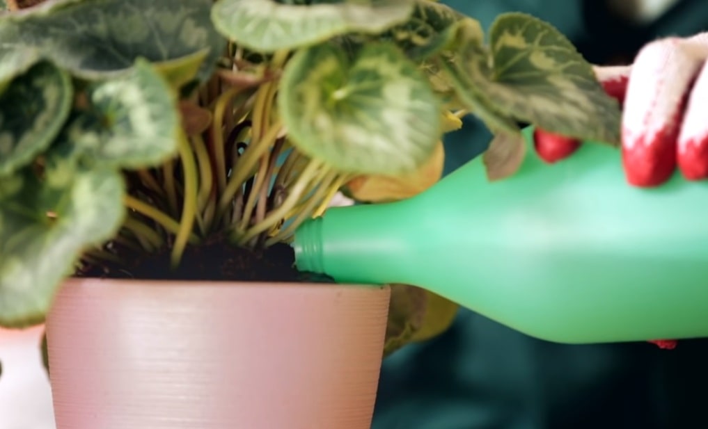 У цикламена цветы деформируются. Цикламен цветок комнатный. Цикламен ажурный. Цикламен цветок полив. Цикламен цветок комнатный полив.