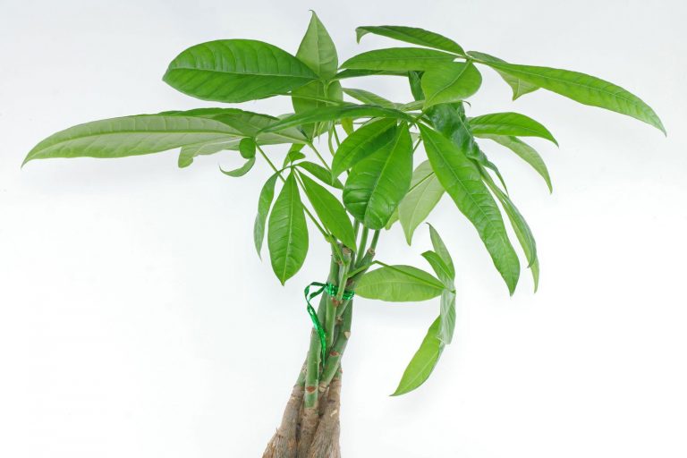 Пахира уход в домашних условиях, фото, размножение, желтеют листья