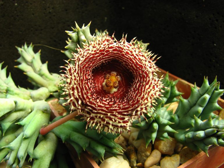 Гуэрния колючая (Huernia hystrix)
