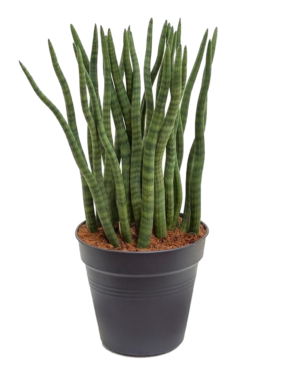 Сансевиерия уход в домашних условиях, фото, виды, размножение, названия