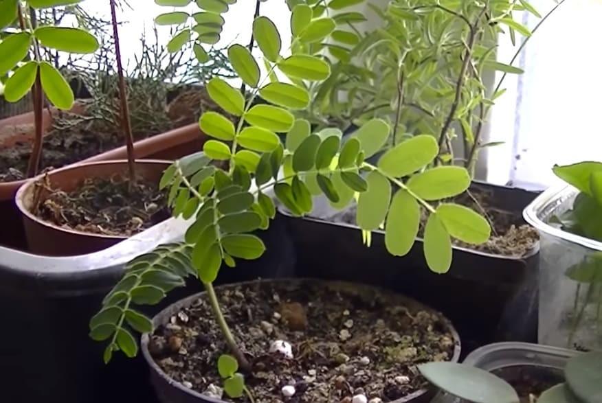 Тамаринд уходв домашних условиях, фото, выращивание, как ухаживать