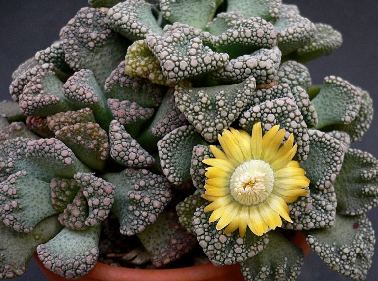 Titanopsis calcarea