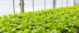 Как вырастить урожай на воде: практическое руководство по гидропонике