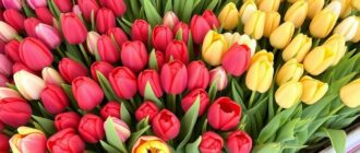 Как покупать тюльпаны оптом и не переплатить: практическое руководство для бизнеса