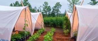 Гроутенты: мини‑парник в квартире и как извлечь из него максимум пользы